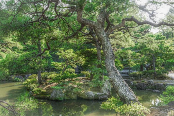 Photo de jardin japonais