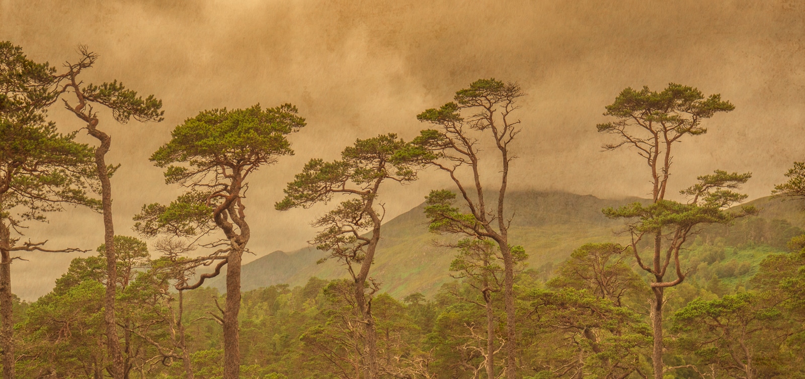 photographie d'arbres qui se detachent sur un ciel menacant