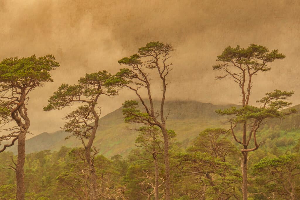 Savane Ecossaise